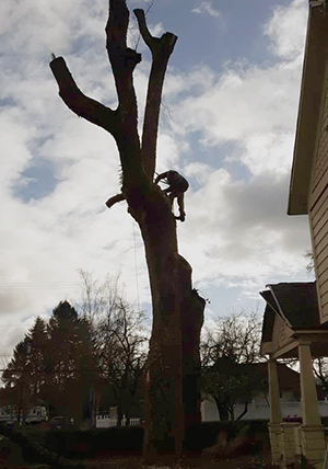 Tree Trimming